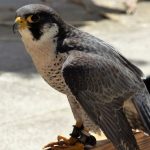 Halcón peregrino