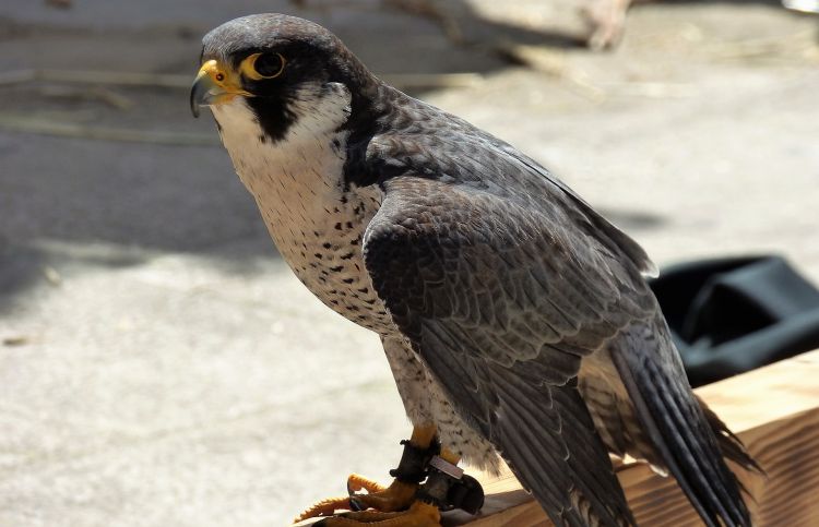 Halcón peregrino