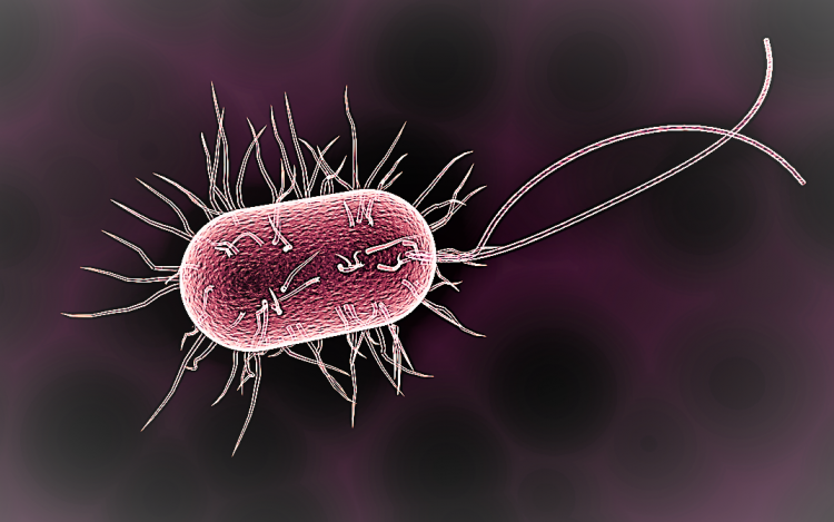 Mesosomas