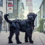 Schnauzer gigante