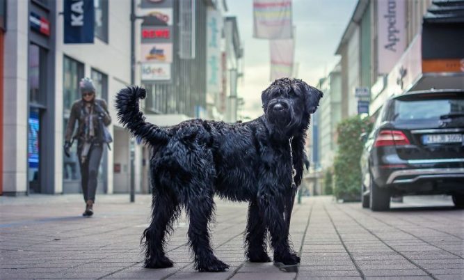 schnauzer-gigante-caracter-sticas-comportamiento-cuidados-alimentaci-n