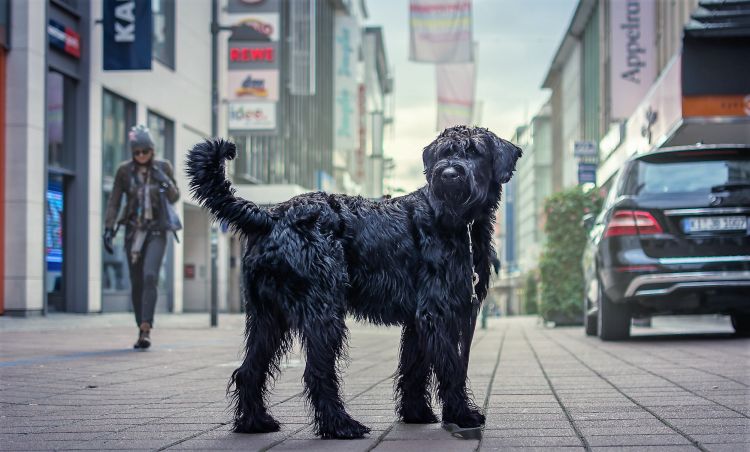 Schnauzer gigante