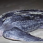 Tortuga laúd