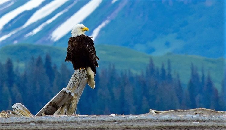 Águila calva Características, comportamiento, alimentación, reproducción