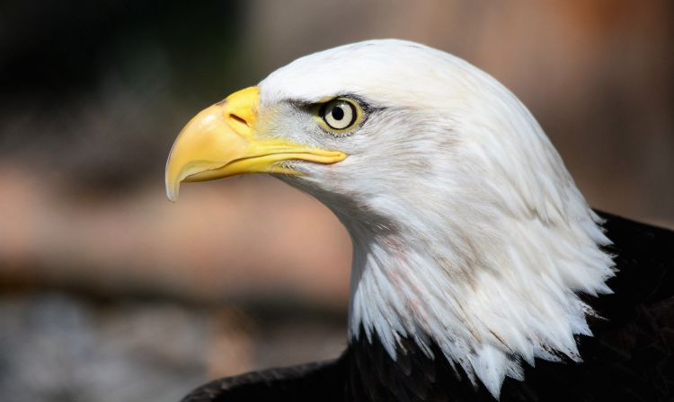 Águila calva