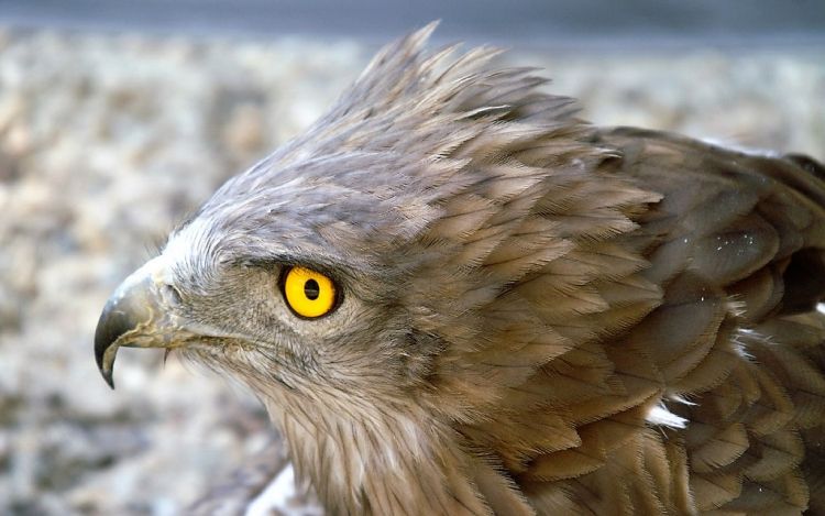 Águila culebrera