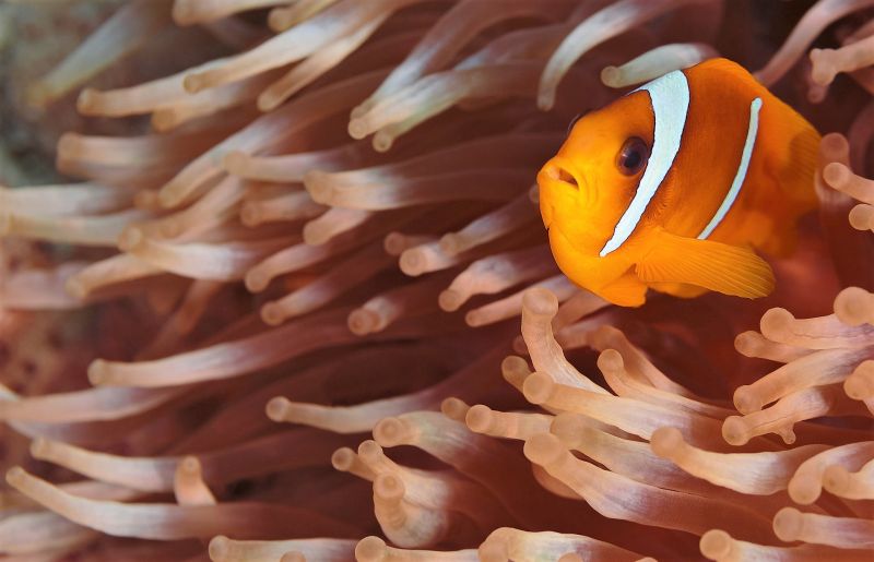 Anémona de mar | Características, anatomía, reproducción, curiosidades