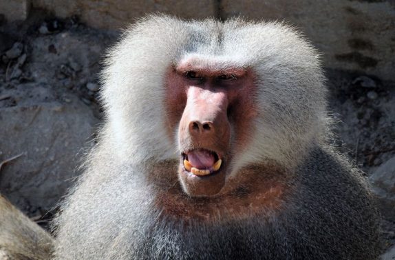 babuino-caracter-sticas-h-bitat-alimentaci-n-reproducci-n-animal