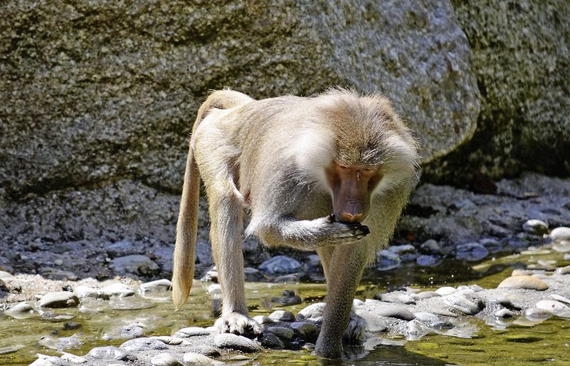 Babuino Características, hábitat, alimentación, reproducción Animal