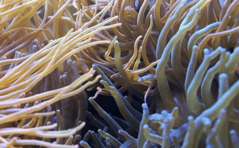 Anémona de mar | Características, anatomía, reproducción, curiosidades