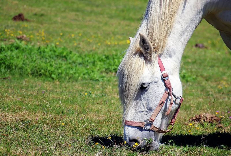 Nutricion Heterotrofa Que Es Definicion Ejemplos Tipos Animales