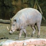 Babirusa