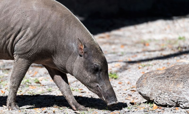 Babirusa Características, reproducción, comportamiento, conservación