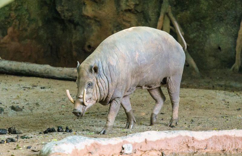 Babirusa