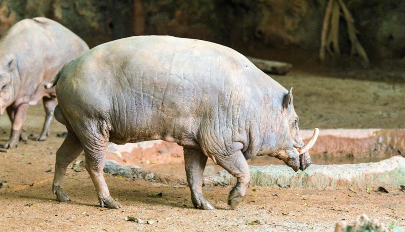 El babirusa