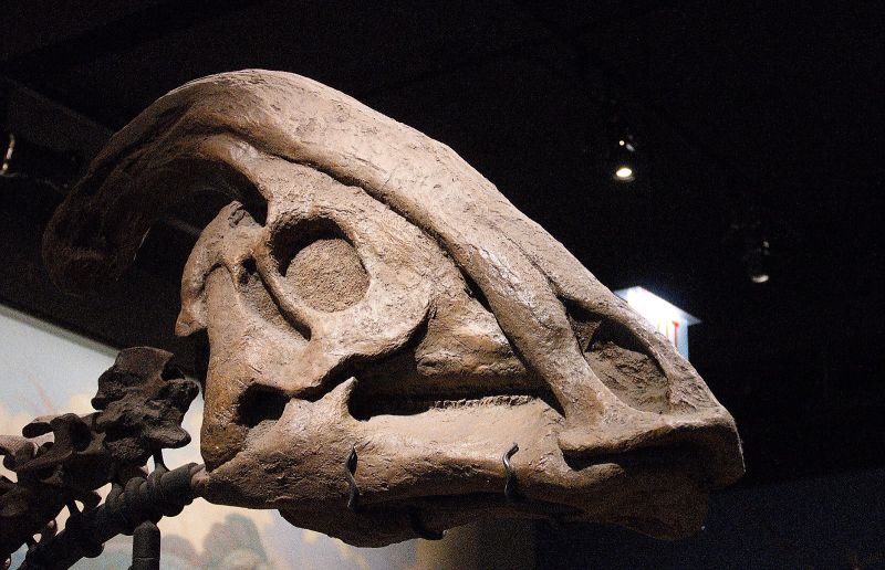 Parasaurolophus Características, hábitat, alimentación Dinosaurio