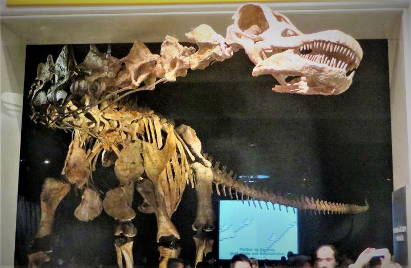 Titanosaurus | Características, reproducción, descubrimiento | Dinosaurio
