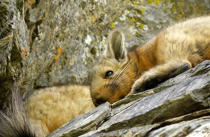 Vizcacha Características, hábitat, alimentación Chilena, Argentina Animal