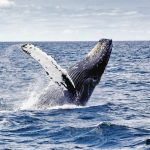 Ballena jorobada
