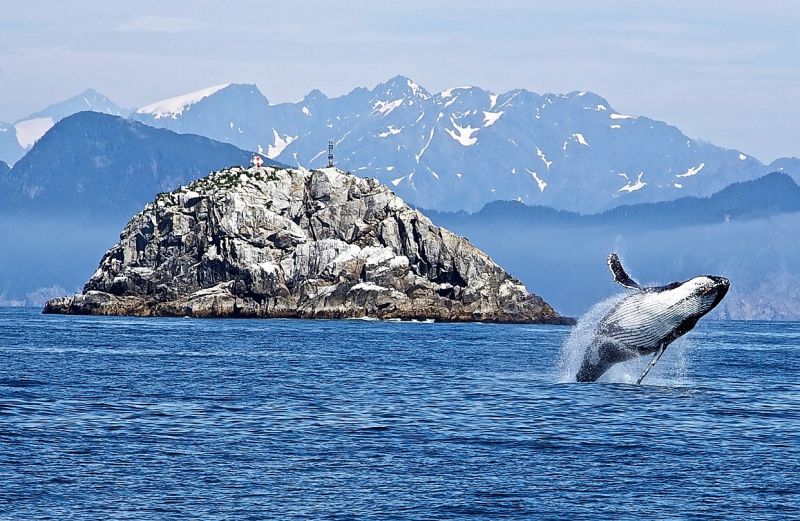 Ballena jorobada Características, hábitat, alimentación, reproducción