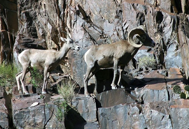 Borrego cimarrón Características, hábitat, alimentación, extinción