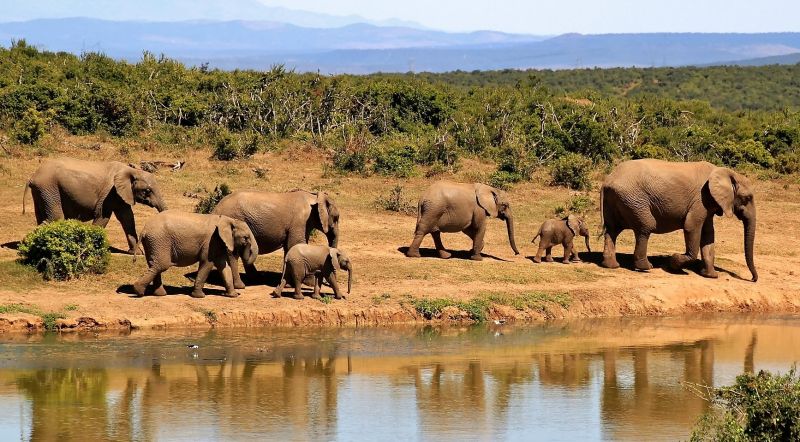 matiz Nube Desbordamiento Elefante africano | Características, hábitat, alimentación, reproducción