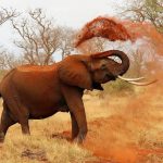 Elefante africano