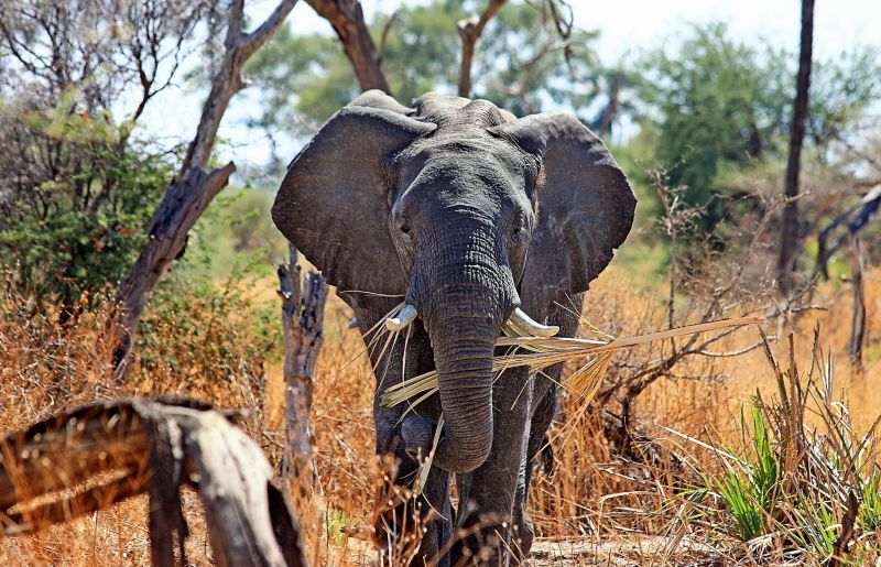 Elefante africano Características, hábitat, alimentación, reproducción