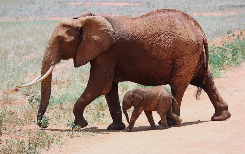 Elefante Caracter sticas Alimentaci n Reproducci n H bitat 