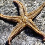 Estrella de mar