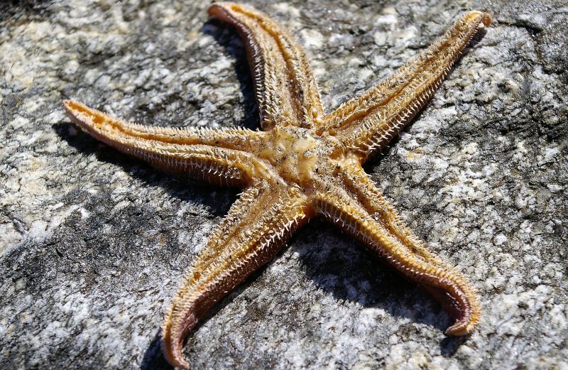 Estrella de mar