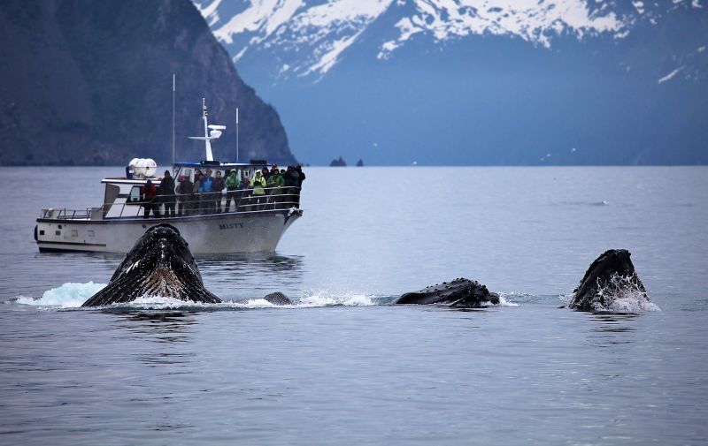 La ballena jorobada