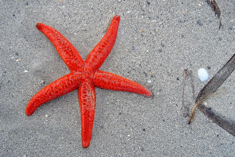 La estrella de mar