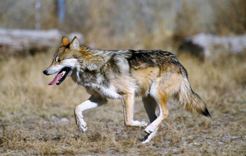 Lobo mexicano