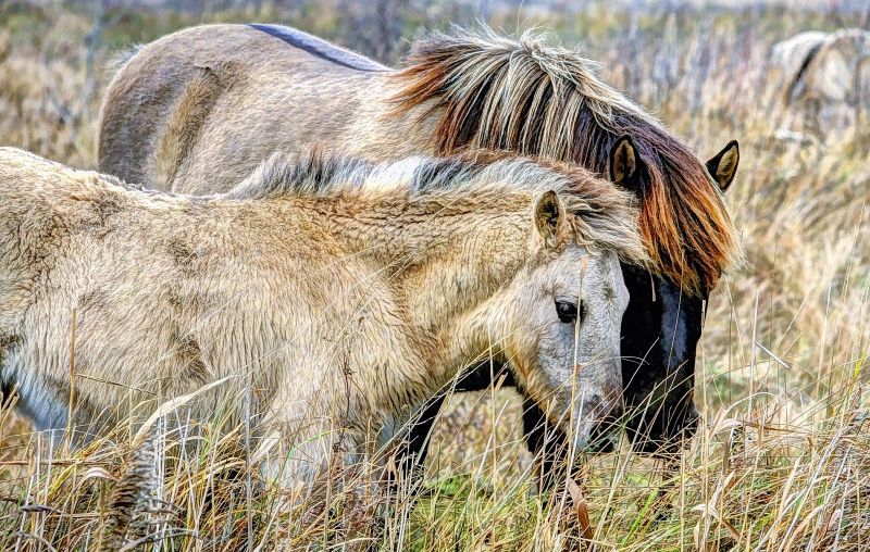 El poni