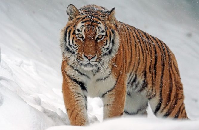 Tigre | Características, hábitat, alimentación, reproducción, información