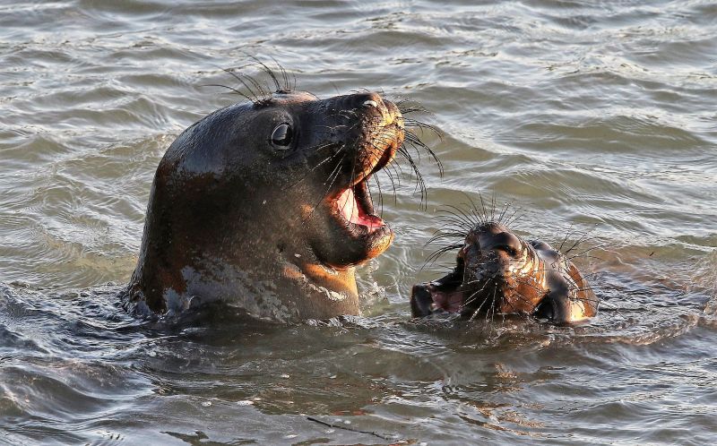 Foca Características, hábitat, reproducción, alimentación, información