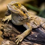 Lagarto