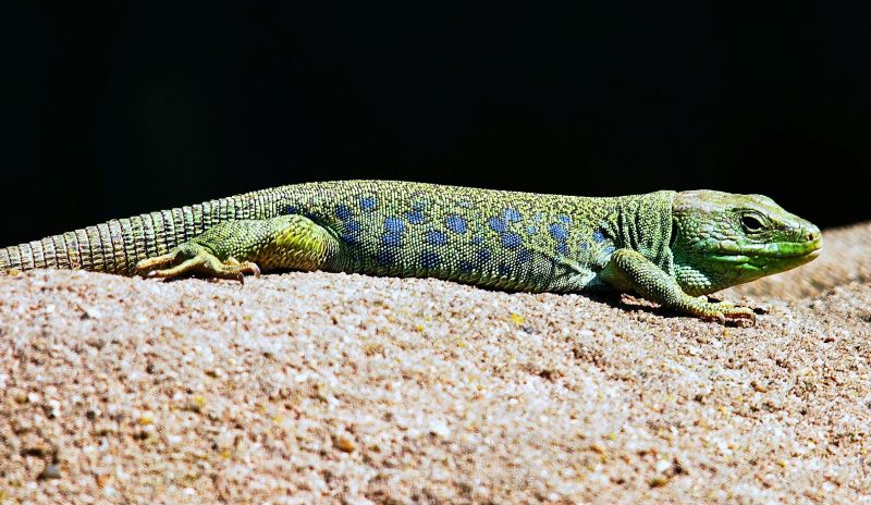 Lagarto Características, hábitat, reproducción, alimentación Animal