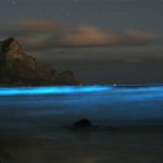 Noctiluca