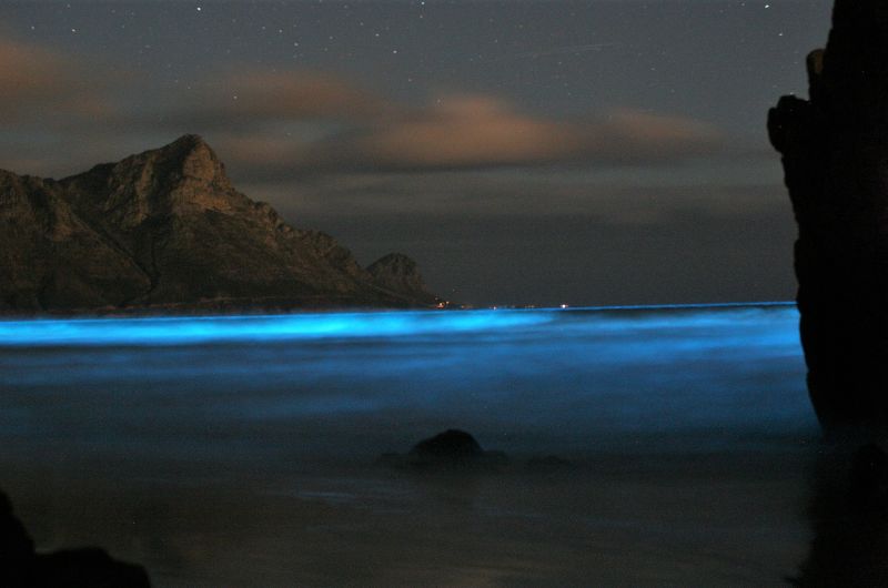 Noctiluca