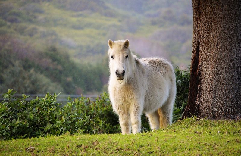 Poni Caracteristicas, alimentación, reproducción Mascota, animal