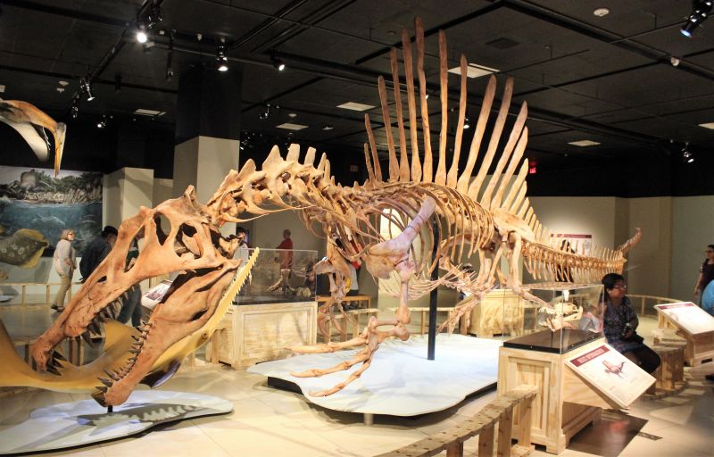 Spinosaurus Características, historia, información, hábitat Dinosaurio
