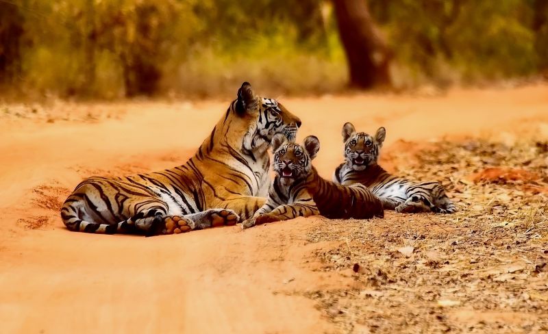 Tigre Características, hábitat, alimentación, reproducción, información