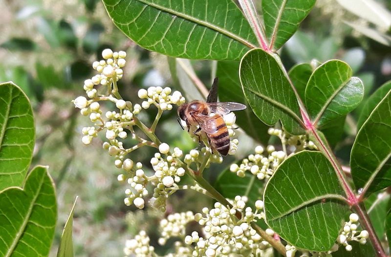 Zángano Qué es, características, funciones, cuánto vive Abeja