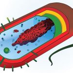 Citoplasma