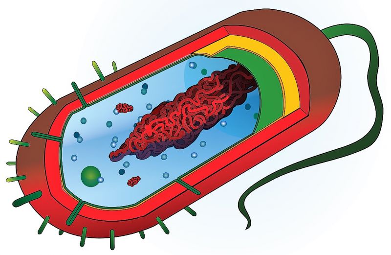 Citoplasma