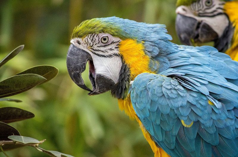 El guacamayo