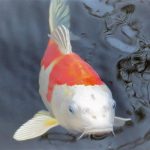 Pez koi