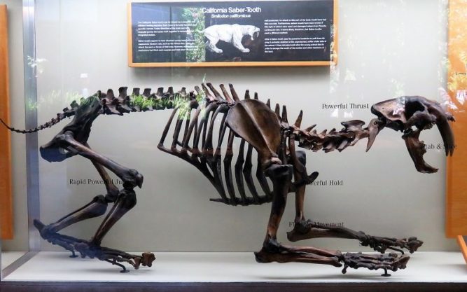 Tigre dientes de sable | Características, hábitat, alimentación, extinción